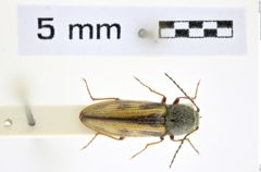 Foto (Dorsalansicht) von Pristilophus onerosus (Lewis, 1894) (NHMW-ZOO-COL-0008370)